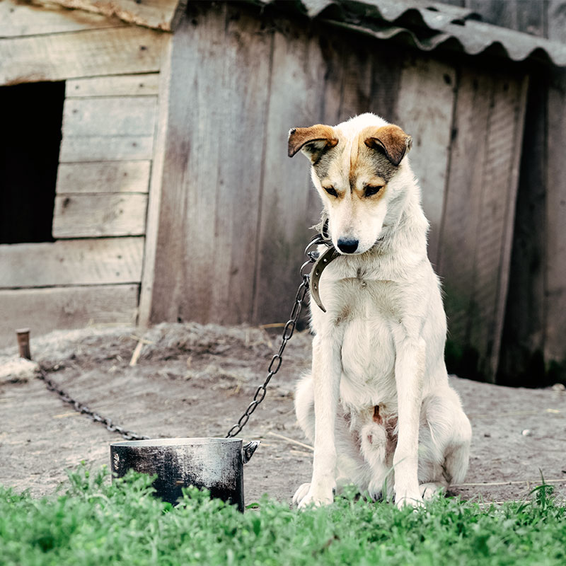 dog on chain outside with no water